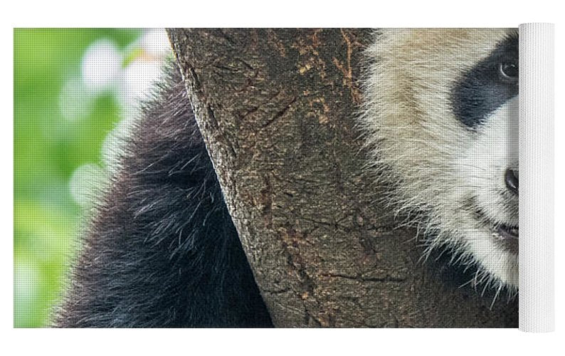 Panda in Tree - Yoga Mat