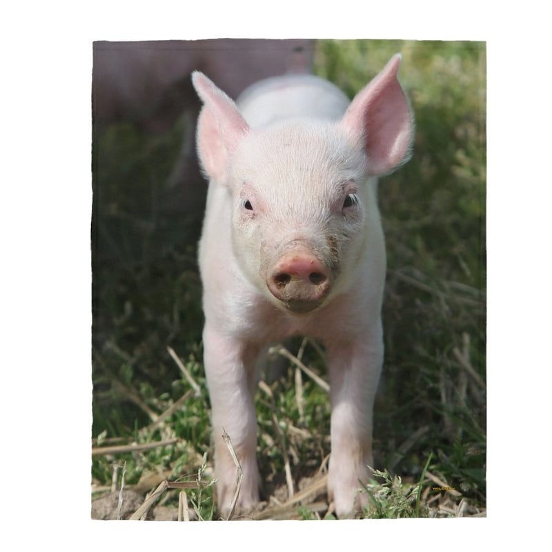 Baby Pig Velveteen Plush Blanket, Free Shipping, Two Sizes, Throw Blanket, Extra Soft, Custom Photo, Throws