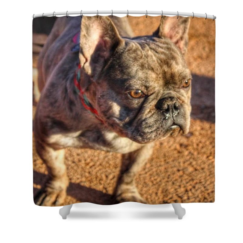 Baby Cosmo French Bulldog - Shower Curtain