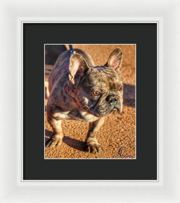Baby Cosmo French Bulldog - Framed Print