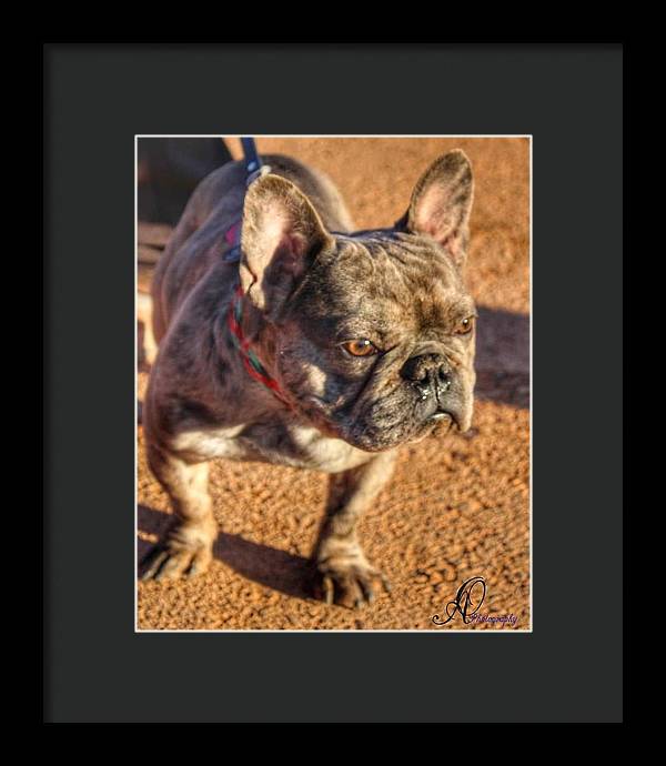 Baby Cosmo French Bulldog - Framed Print