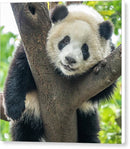 Panda in Tree - Canvas Print
