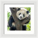 Panda in Tree - Framed Print
