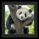 Panda in Tree - Framed Print
