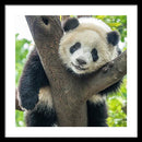 Panda in Tree - Framed Print