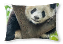 Panda in Tree - Throw Pillow