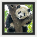 Panda in Tree - Framed Print