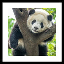 Panda in Tree - Framed Print