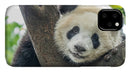 Panda in Tree - iPhone AND/OR Galaxy Phone Case