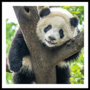 Panda in Tree - Framed Print