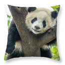 Panda in Tree - Throw Pillow