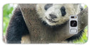 Panda in Tree - iPhone AND/OR Galaxy Phone Case
