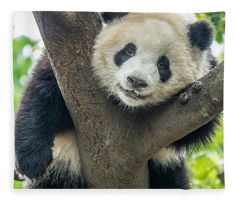 Panda in Tree - Fleece AND/OR Sherpa Blanket