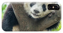 Panda in Tree - iPhone AND/OR Galaxy Phone Case