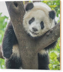 Panda in Tree - Wood Print