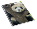 Panda in Tree - Spiral Notebook