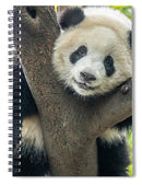 Panda in Tree - Spiral Notebook