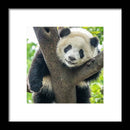 Panda in Tree - Framed Print