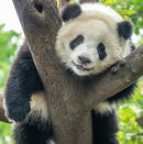 Panda in Tree - Art Print