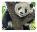 Panda in Tree - Fleece AND/OR Sherpa Blanket