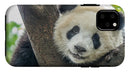 Panda in Tree - iPhone AND/OR Galaxy Phone Case