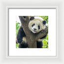 Panda in Tree - Framed Print
