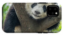 Panda in Tree - iPhone AND/OR Galaxy Phone Case