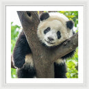 Panda in Tree - Framed Print