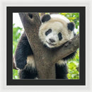Panda in Tree - Framed Print