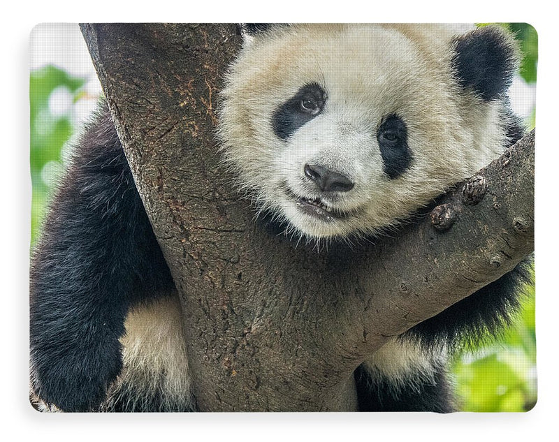 Panda in Tree - Fleece AND/OR Sherpa Blanket