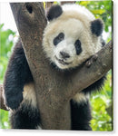 Panda in Tree - Acrylic Print