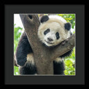 Panda in Tree - Framed Print