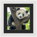 Panda in Tree - Framed Print