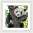 Panda in Tree - Framed Print