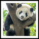 Panda in Tree - Framed Print