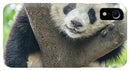Panda in Tree - iPhone AND/OR Galaxy Phone Case