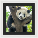 Panda in Tree - Framed Print