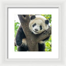Panda in Tree - Framed Print