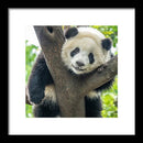 Panda in Tree - Framed Print