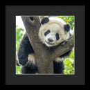 Panda in Tree - Framed Print