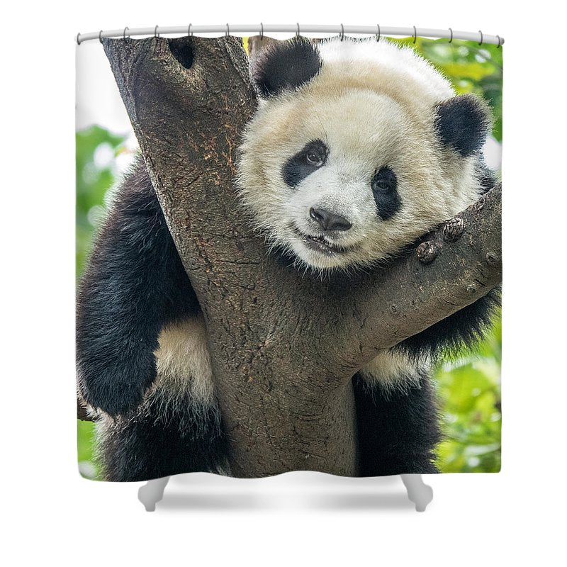 Panda in Tree - Shower Curtain