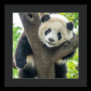 Panda in Tree - Framed Print