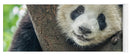 Panda in Tree - Yoga Mat