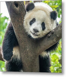 Panda in Tree - Metal Print