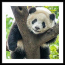 Panda in Tree - Framed Print