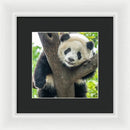 Panda in Tree - Framed Print