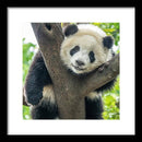 Panda in Tree - Framed Print
