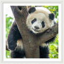 Panda in Tree - Framed Print
