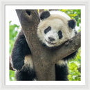 Panda in Tree - Framed Print