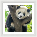 Panda in Tree - Framed Print